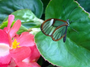 The Wings of Mackinac Conservatory is home to a surprising variety of butterflies and moths. (Cheryl Welch | Travel Beat Magazine)