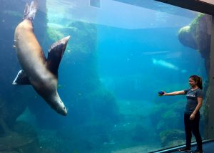 A stellar sea lion plays with a guest at the Alaska SeaLife Center. (Cheryl Welch | Travel Beat)