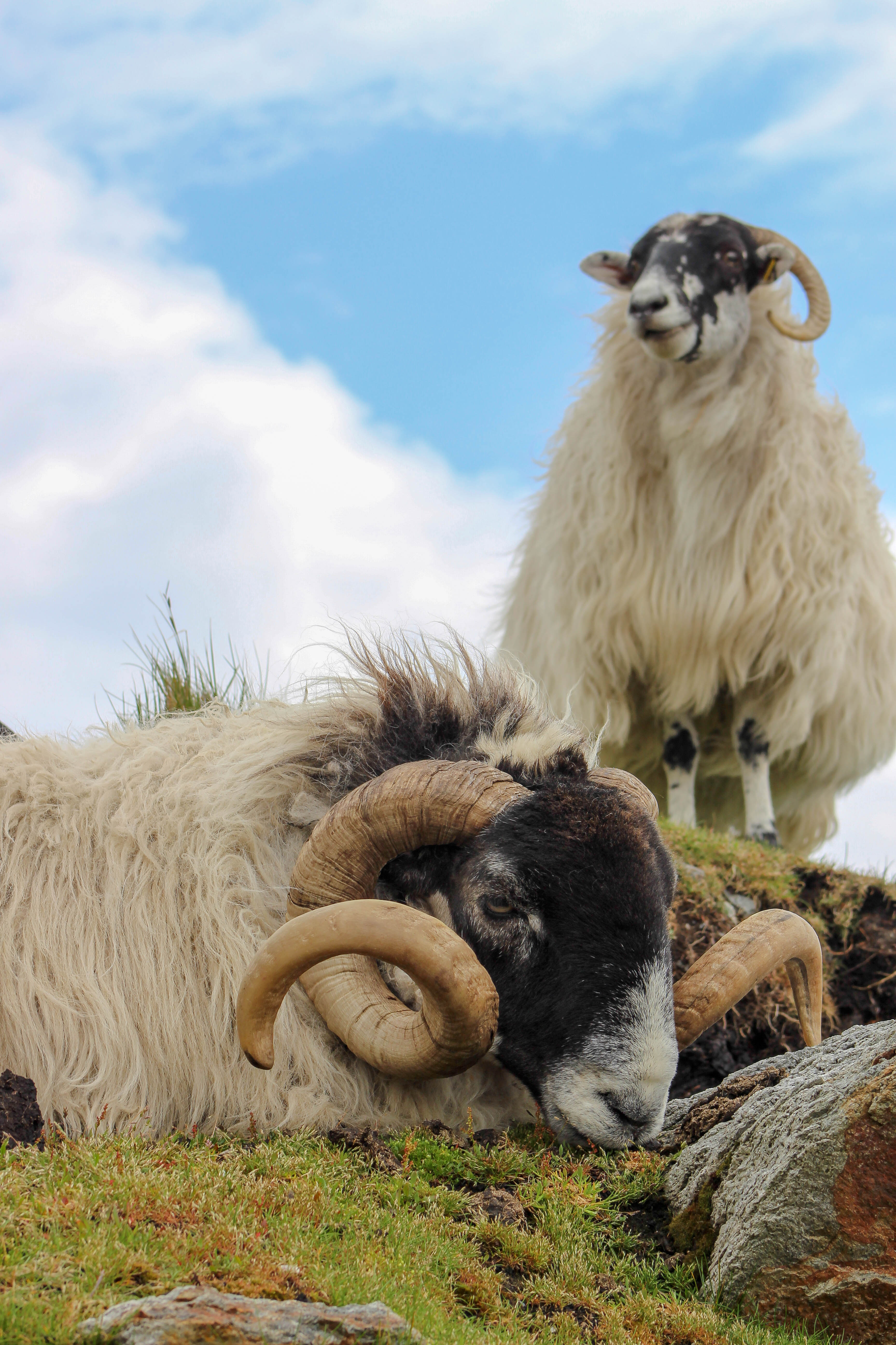 Sheep roam free among the cliffs overlooking Slieve League. (Cheryl Welch | Travel Beat Magazine)