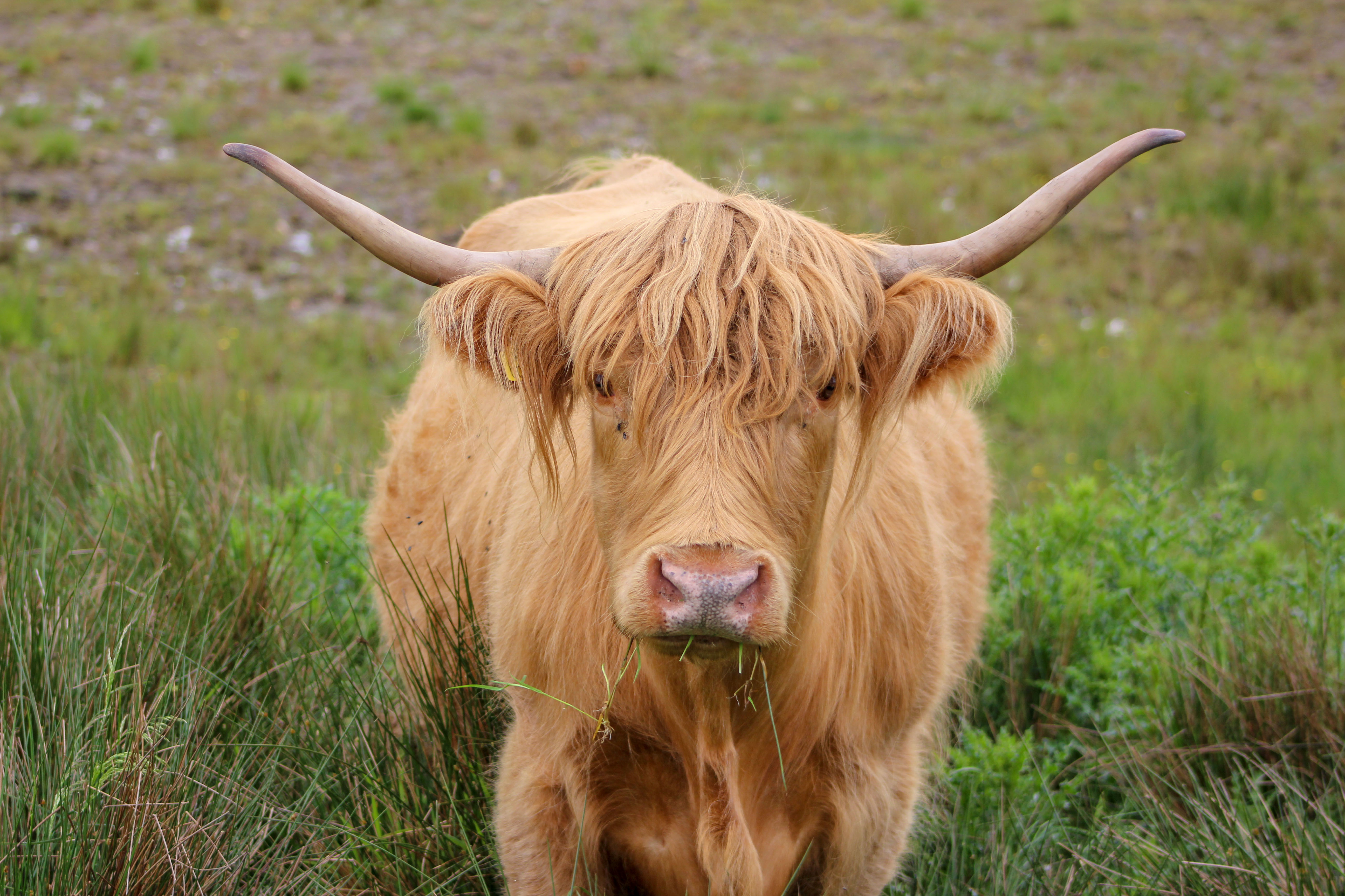 Hairy coos are frequently spotted in the Highlands of Scotland. (Cheryl Welch | Travel Beat Magazine)
