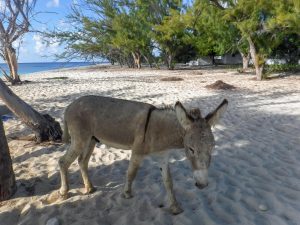 Turks and Caicos has beaches with few people and meandering wild donkeys and horses. (Kevin Kaiser | Travel Beat Magazine)