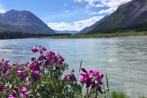 There are plenty of scenic rest stops along the way for those taking shuttle buses back into Denali National Park. (Kevin Kaiser | Travel Beat)