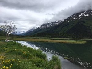 Tern Lake in the Kenai Peninsula is a natural roadside attraction. Here you'll find the rare arctic tern, which has an insanely long migration each year. (Cheryl Welch | Travel Beat)